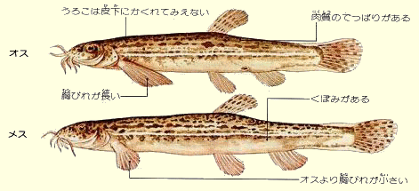 どじょうの生息