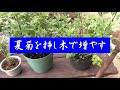 √ 花 挿し木 151706-花 挿し木苗 販売 キク