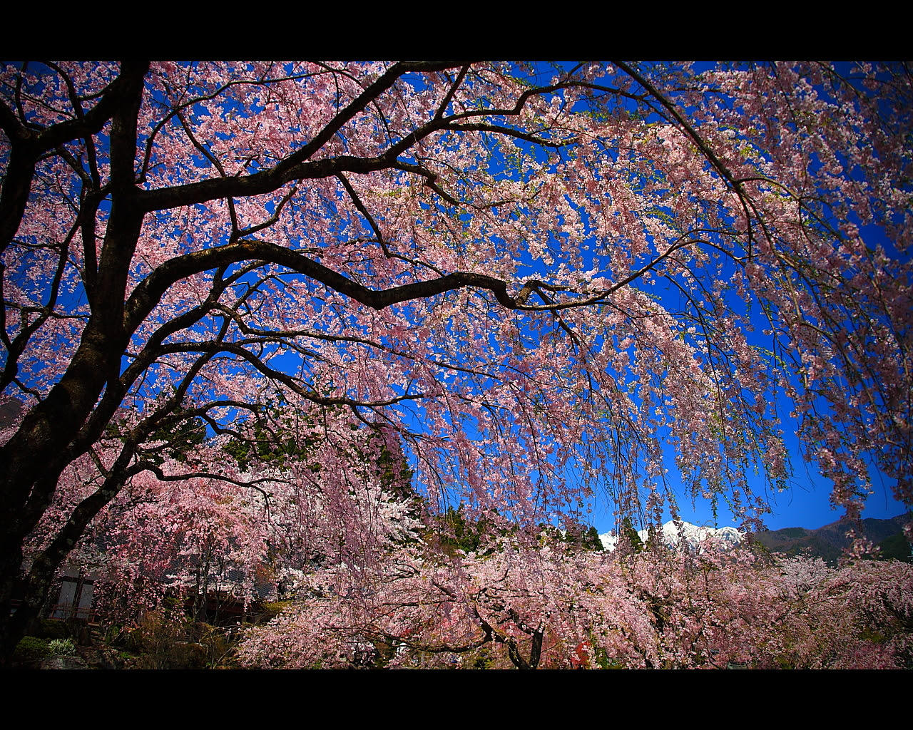 光前寺の巨大しだれ桜1280x1024サイズ