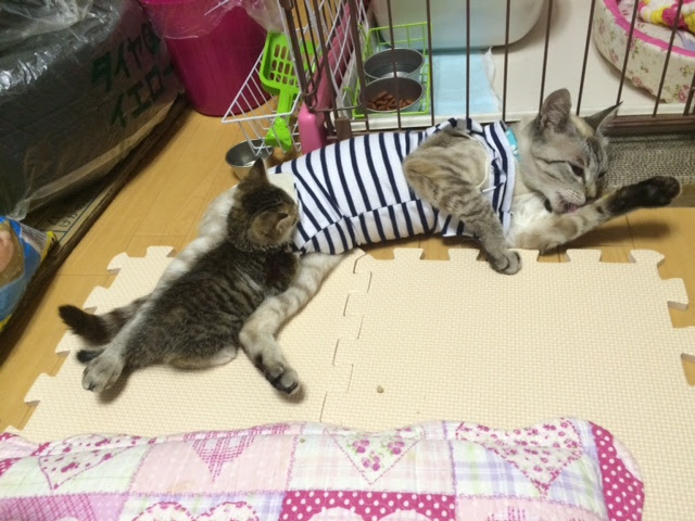 寝ても、覚めてもu2026』 - アニマルクラブ石巻