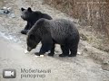 Видео HELP TO SAVE THESE BEAR CUBS