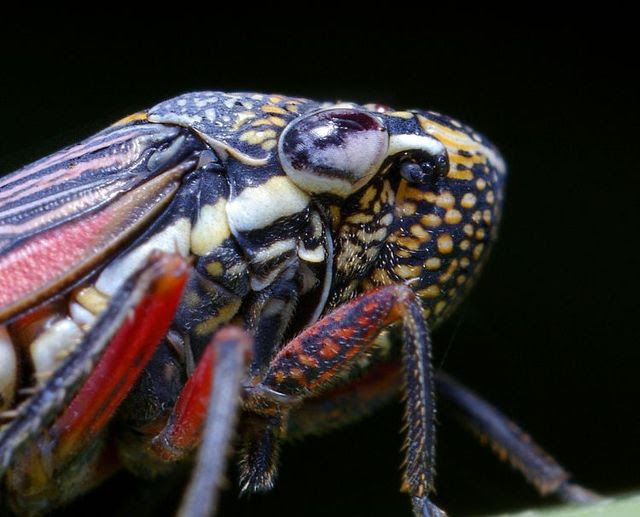 Insects and spiders (65 photos)