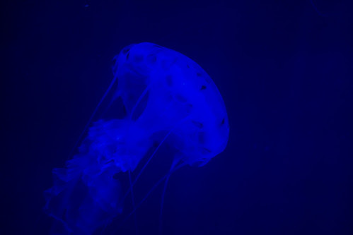 螢光燈下的水母超美