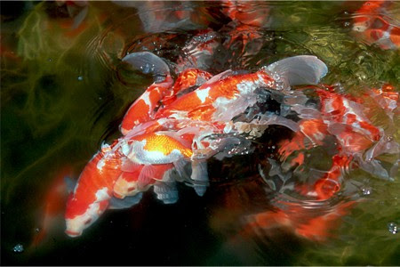 金魚の 繁殖 お役立ち情報 アクアリウム スペクトラム ブランズ ジャパン 株式会社 旧テトラ ジャパン株式会社