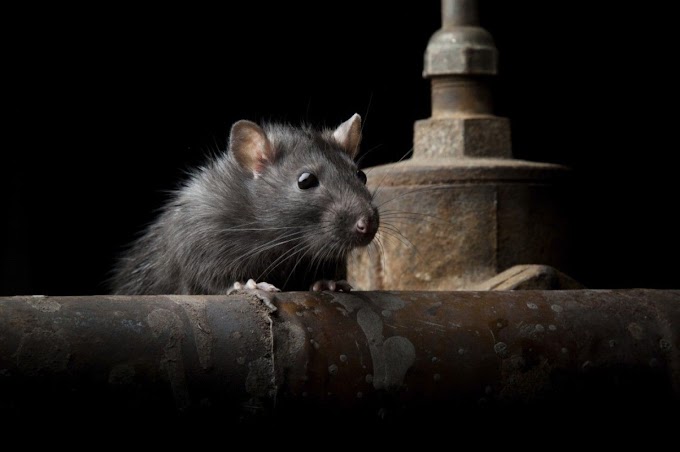 How To Get Rid Of Mice In Kitchen Cabinets