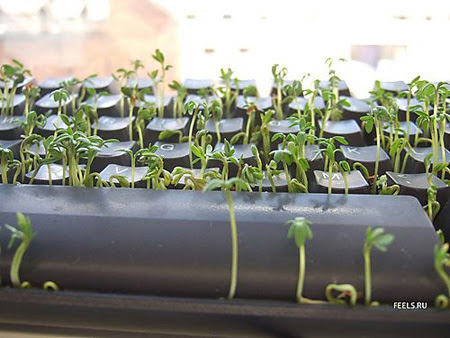 Keyboard Seedling Starter