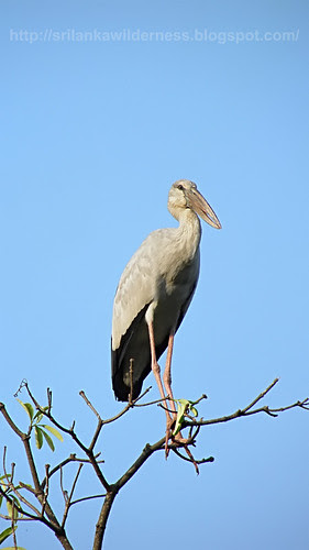 Asian Openbill Stork (Anastomus oscitans)