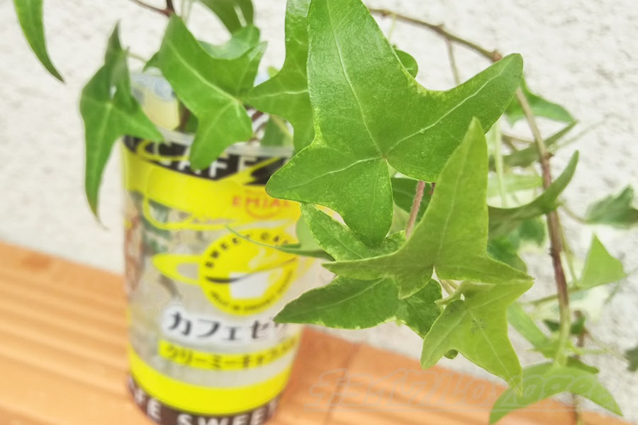 アイビーの増やし方 挿し木 茎挿し 水挿し編 伸び過ぎた枝は短くカットして水に挿せば すぐに根が出ます デスクの上に1鉢いかがですか