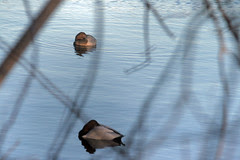 pairs 039