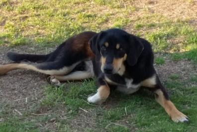 Adoptable Dogs
