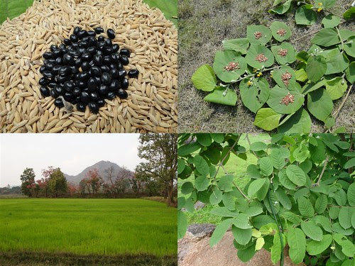 Medicinal Rice Formulations for Diabetes Complications, Heart and Kidney Diseases (TH Group-74) from Pankaj Oudhia’s Medicinal Plant Database by Pankaj Oudhia