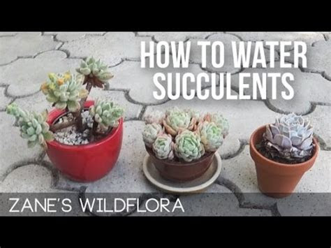 water succulents updated link youtube