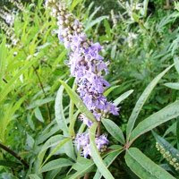 Vitex-Agnus-castus