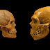 Neanderthal Homosapien : Master Neanderthal Detailed Input Neanderthal Homo Sapiens - Homosapien is the modern human while neanderthal is the archaic man.