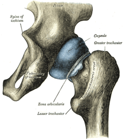 Ilium bone Ilium bone