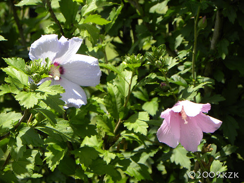 Rose of Sharon Blooms