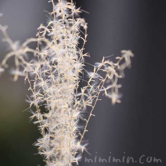 ススキの花の写真 花言葉 名前の由来 みみみんブログ
