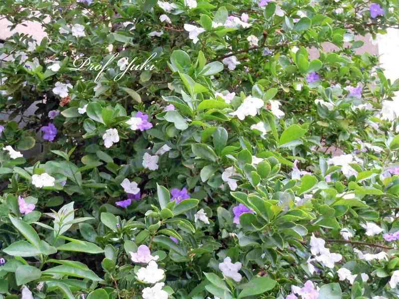 京の街角で花の色が変化するバンマツリ属のニオイバンマツリをみかけました プロフ ユキのブログ