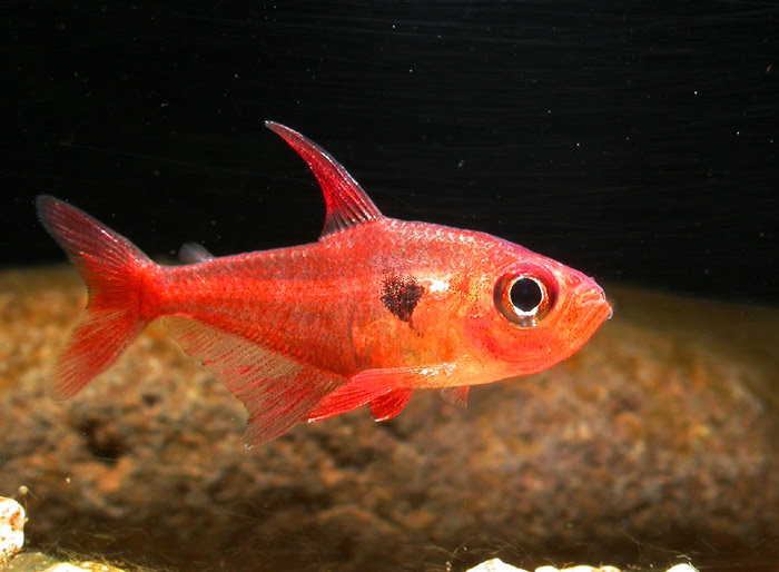 カラシン レッドファントムテトラ ルブラ 熱帯魚図鑑レヨンベールアクア