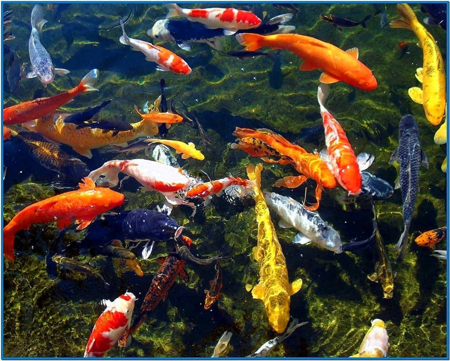 Koi fish pond screensaver Download free Koi fish pond screensaver Download free