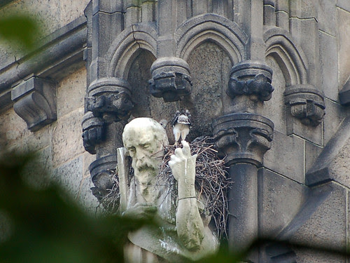 Red-Tail Nestlings