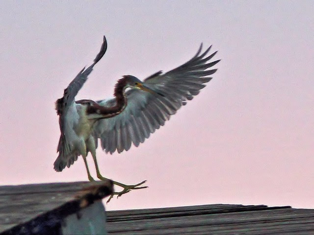 Tricolored Heron landing 03-20131020