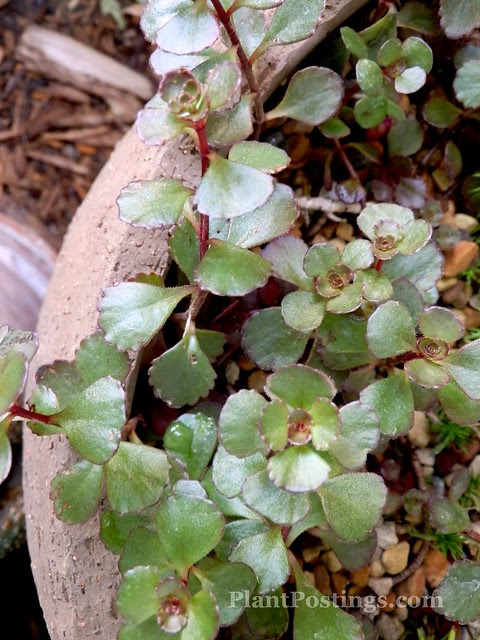 spurium