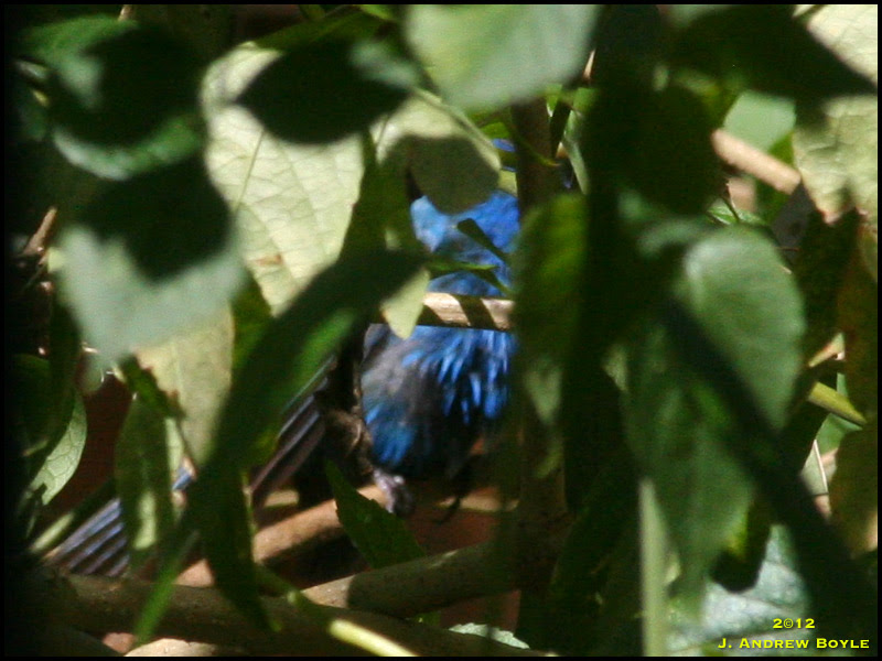 Indigo Bunting
