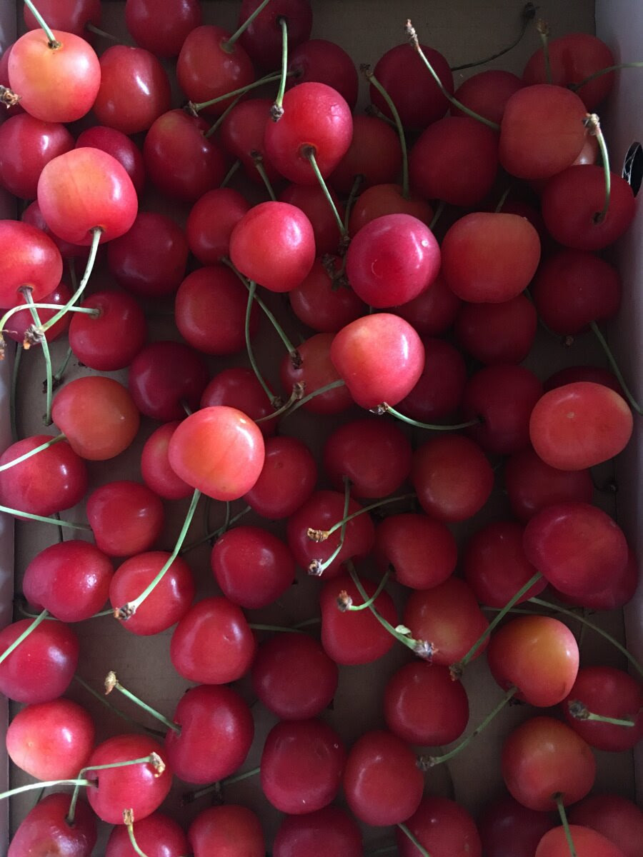 第１回さくらんぼを種から育ててみる きのこタイムズ