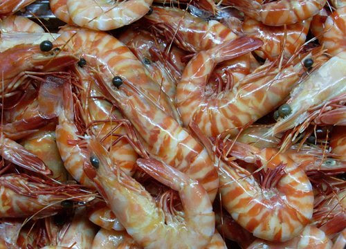 Commercial Fishing Tiger Prawn Penaeus Esculentus Black Tiger Prawn Penaeus Monodon Bt Shrimp