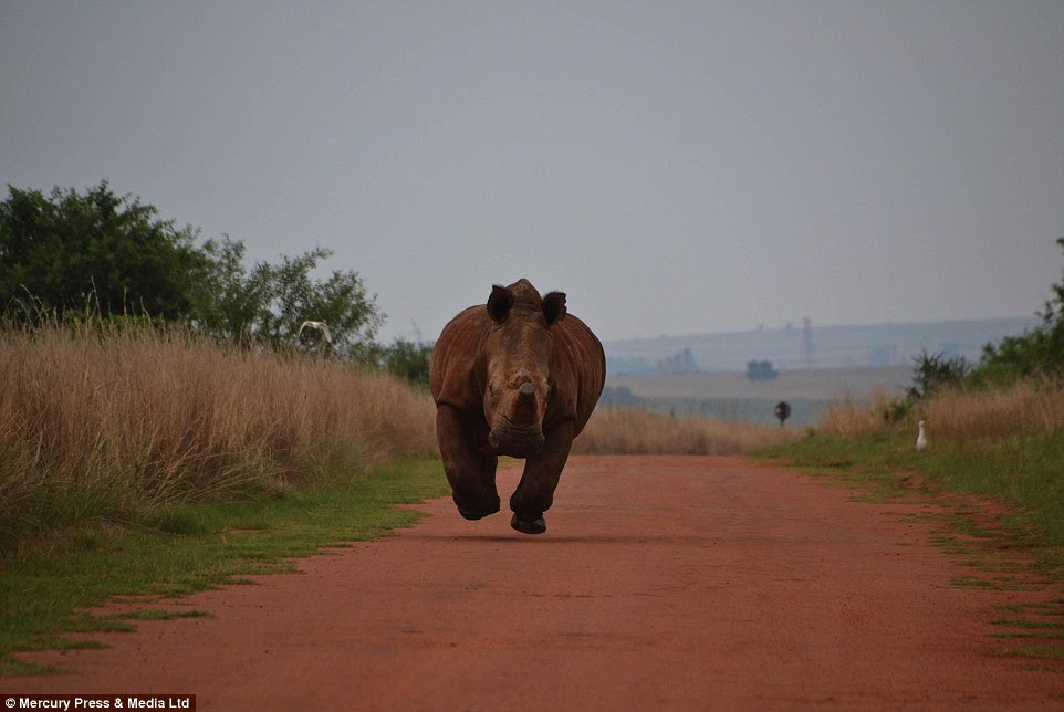 One of the rhinos started to walk towards the family's car, but soon picked up its pace to running at full speed