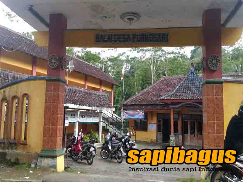 Sapi Kulon Progo Tidak Laku Dijual – sapibagus.com