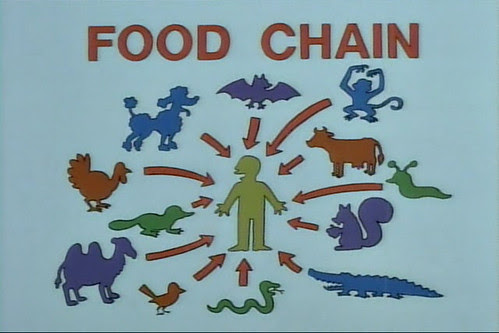  Food chain 