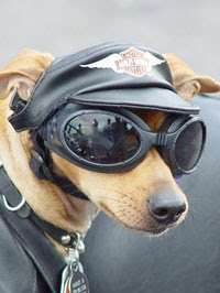 funny-dog-picture-biker