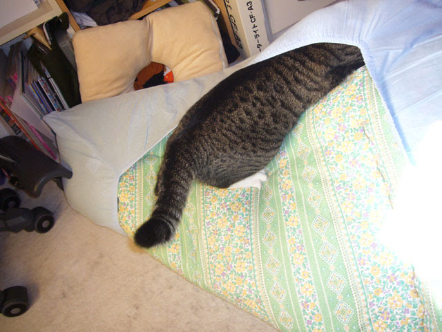 黒猫クーと鯖味噌の居る生活 布団を掘る遊び