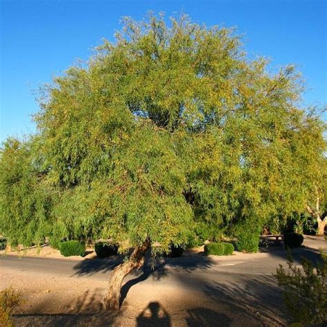texas honey mesquite tree