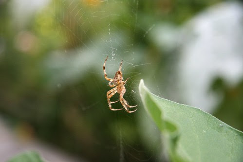garden web