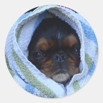 King Charles Spaniel Dog Sticker All Wrapped Up