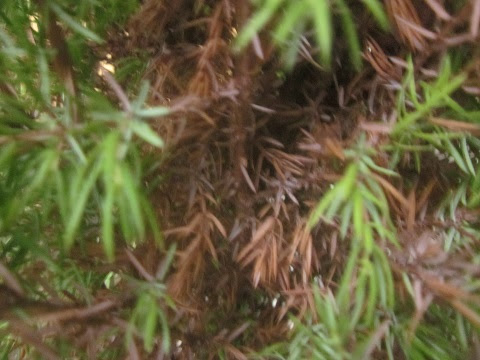 枯れ込んだコニファー 夏の様子 猫と園芸