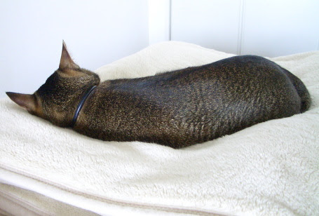 猫は背を向ける The Cat Who 猫のアイシス ジェリー