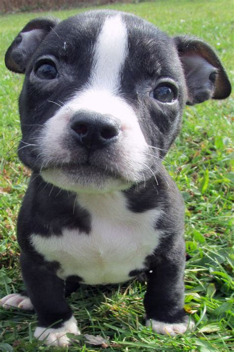 Click here to view pit bull dogs for adoption. Blue Nose Pitbull Puppies For Sale - Blue Nose Pitbull