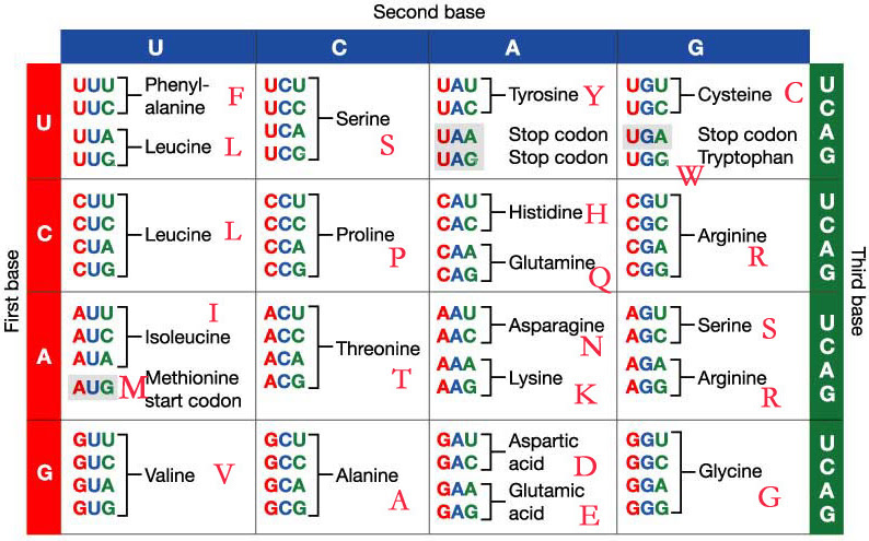 Codon Table