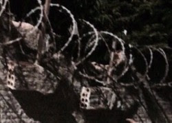 muro