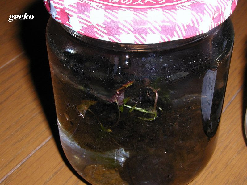 熱帯睡蓮の冬越し 第一弾 Gecko日記
