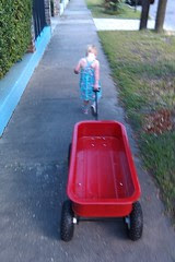 maybelle pulling the wagon