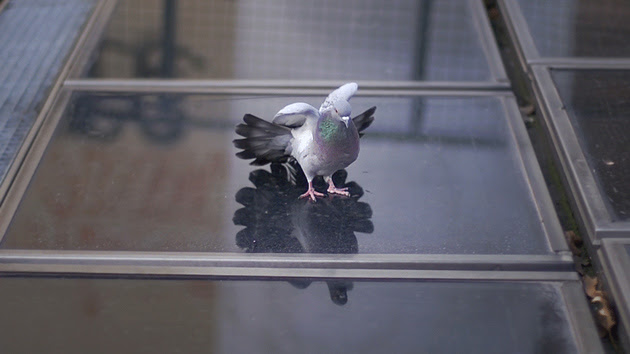 Kostas Agiannitis, Image courtesy of the Saatchi Gallery, London