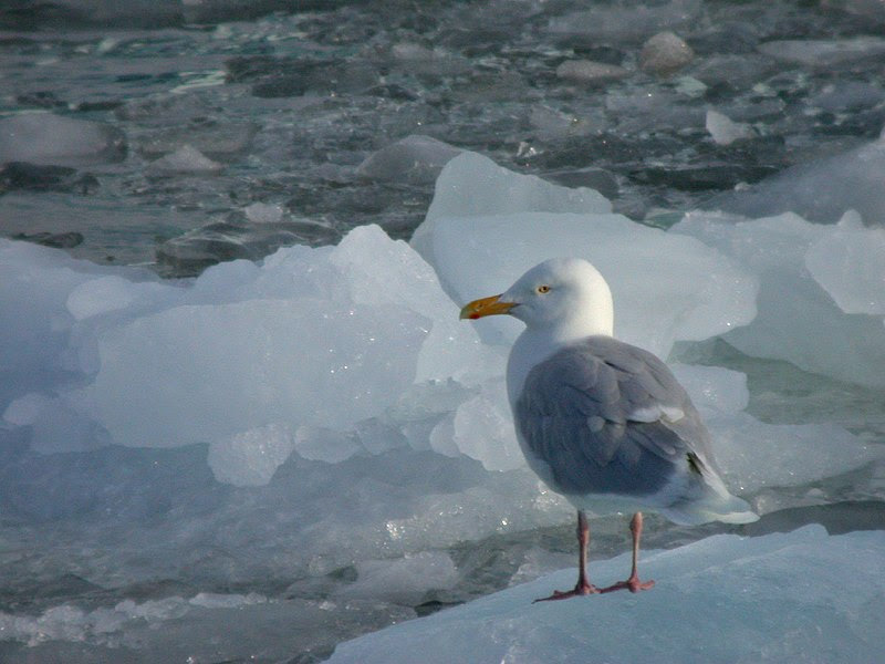 File:Glacous Gull on ice.jpg