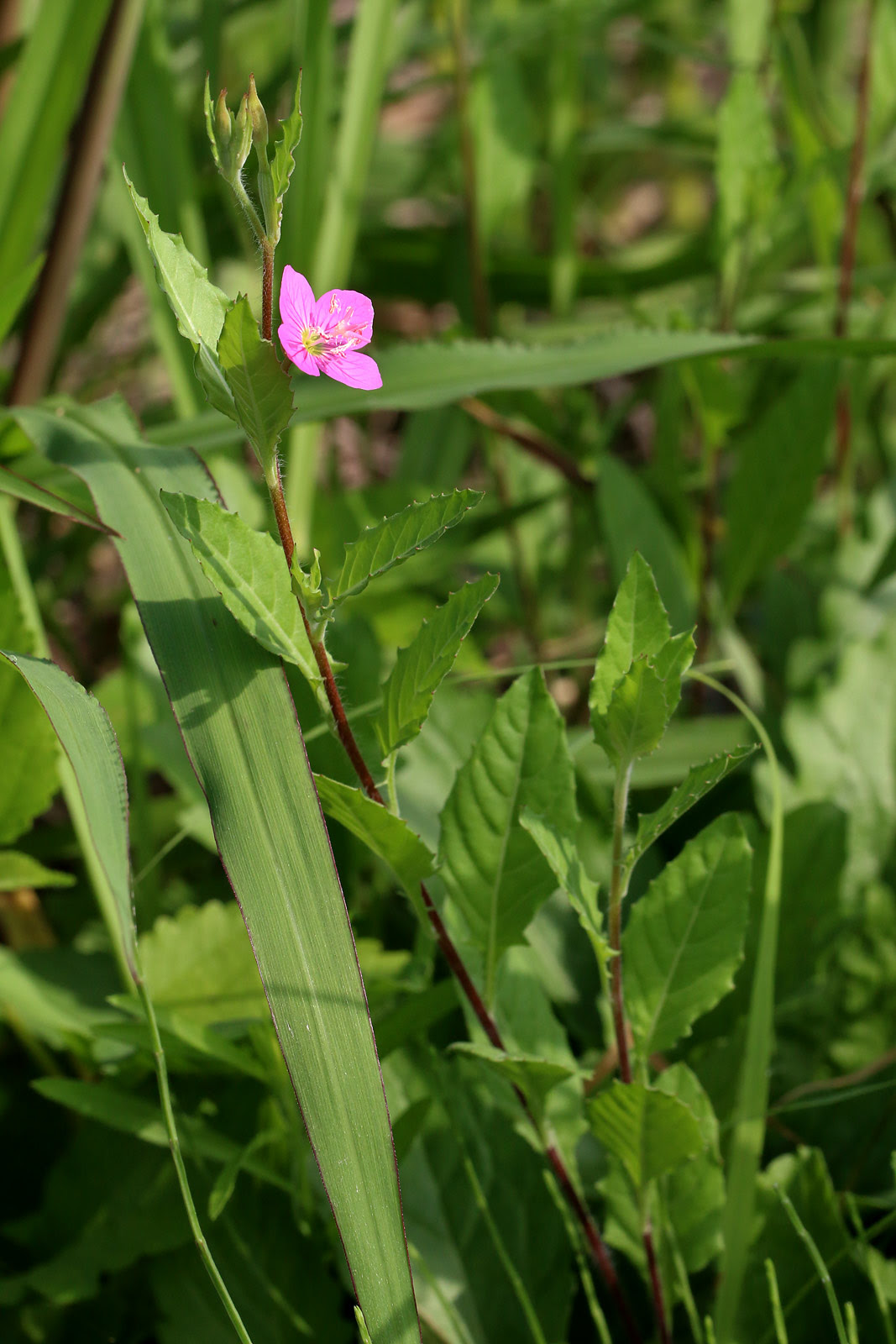 お花の写真集 アカバナユウゲショウ 赤花夕化粧