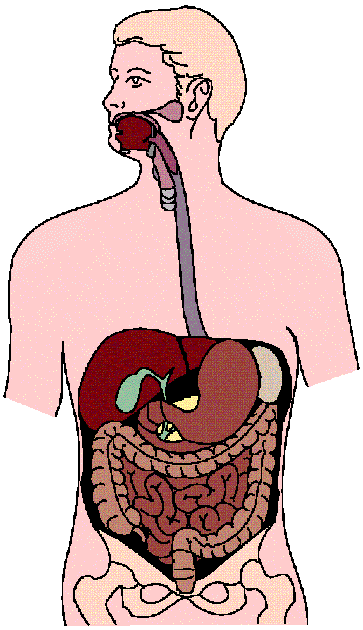 Circulatory System Diagram Not Labeled - ClipArt Best