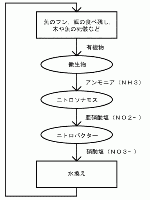 熱帯魚飼育の基礎知識 技術編